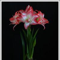 Is hippeastrum poisonous?  Holiday decoration