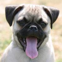 Untuk alasan apa seekor anjing menjulurkan lidahnya?