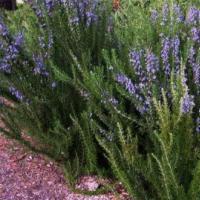 Rosemary for a sharp mind and good memory