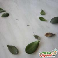 Товстянка млявого листя.  Як врятувати Товстунку?  Хвороби Грошового дерева та їх лікування.  Основні причини опадіння листя