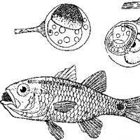 როგორ იბადებიან და როდის კვდებიან თევზები რა არის გინოგენეზი