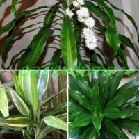 What the dracaena flower brings into the house: benefits and harm